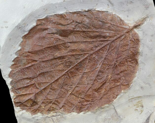 Fossil Leaf (Beringiaphyllum) - Montana #44671